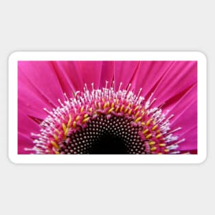 A Study of the Gerbera Sticker